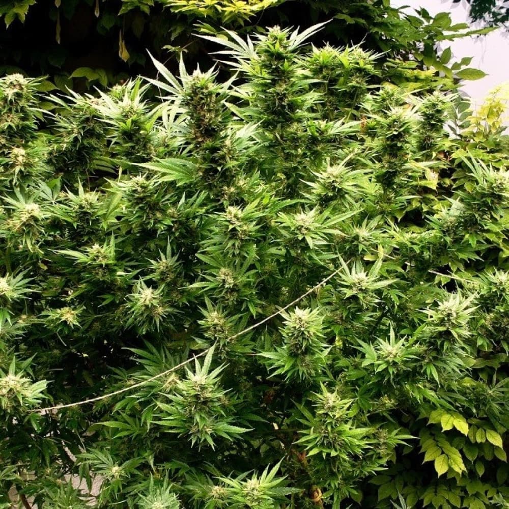 Hydroponische Systeme für den Anbau von Cannabis Samen erkunden
