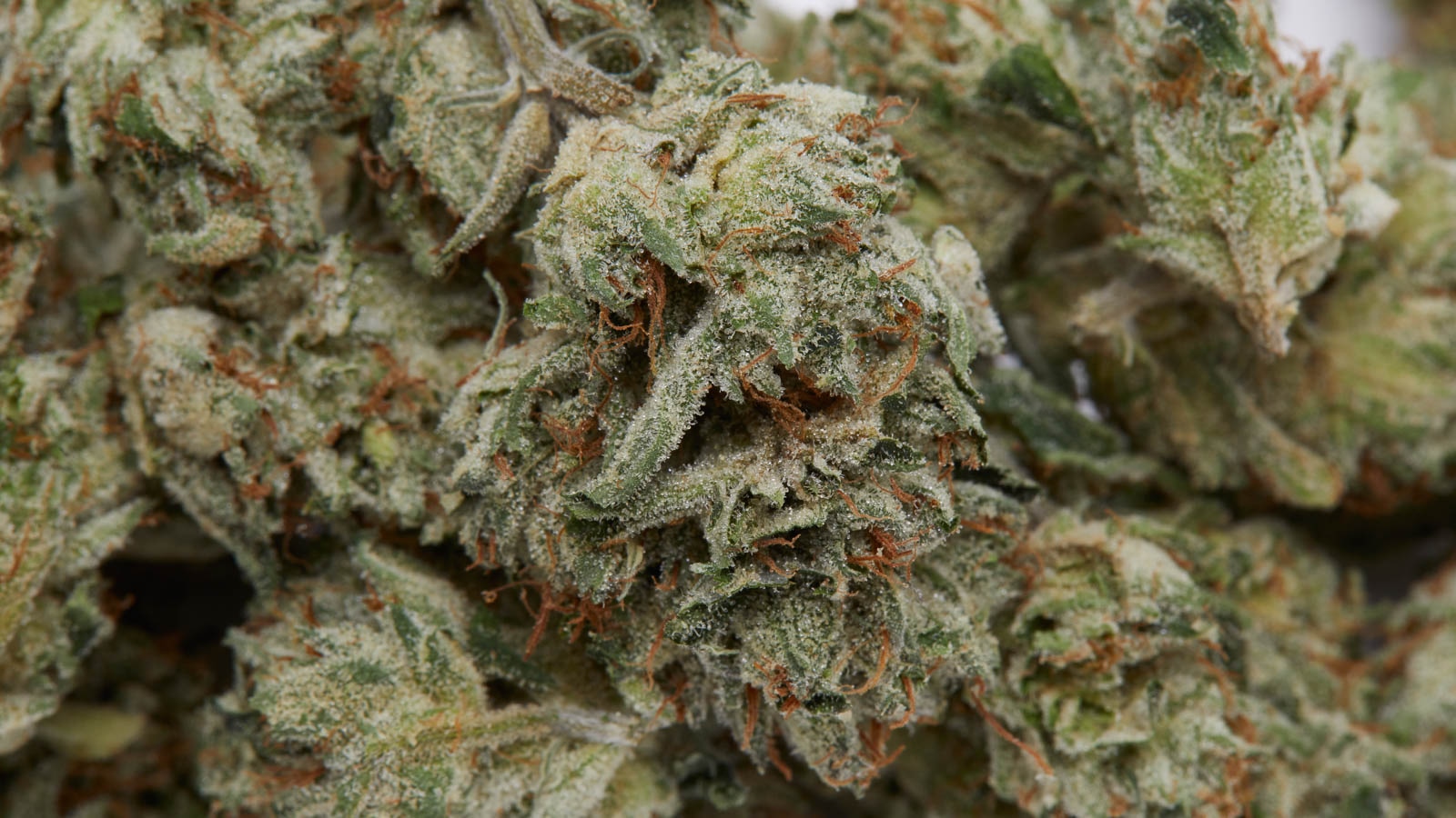 Cannabis Samen bestellen mit diskretem Versand und Top-Qualität