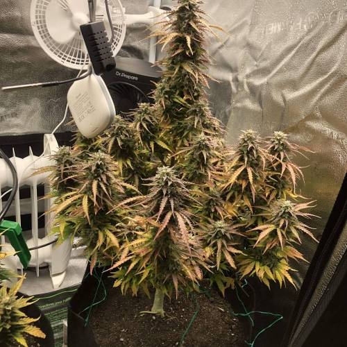 Erfahre mehr über unsere exklusive Zucht: Platinum Mimosa Cookies Double XL Autoflower