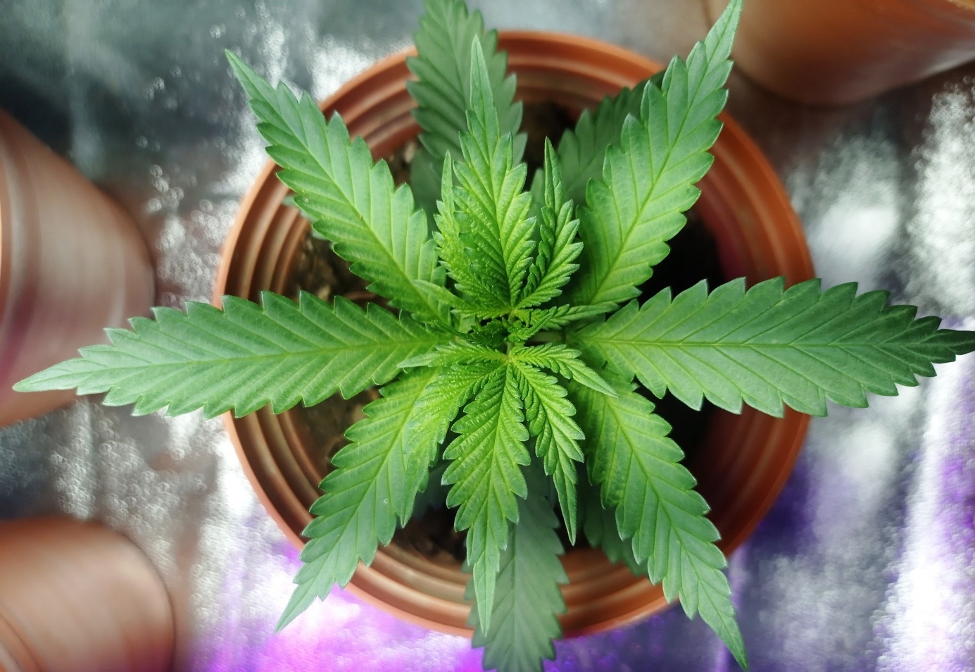 HHC vs. THC vs. CBD – was sind die Unterschiede?
