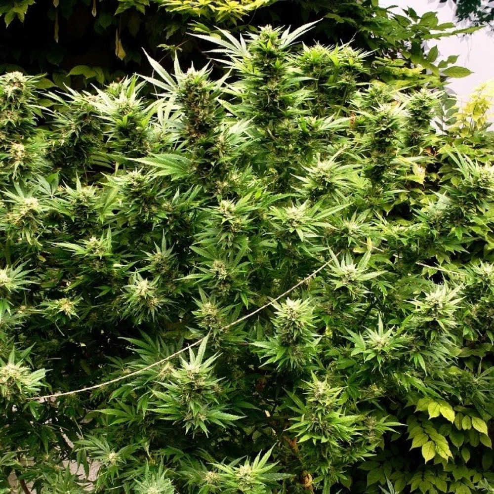 Hydroponische Systeme für den Anbau von Cannabis Samen erkunden